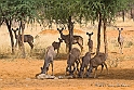 Young Kudu 2219